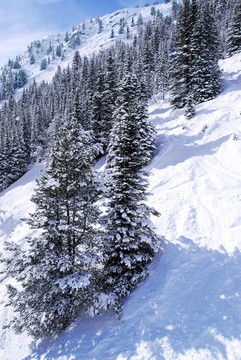 高山滑雪道