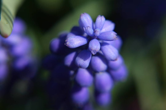 紫羽扇豆