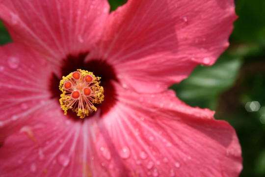 粉紅花與水