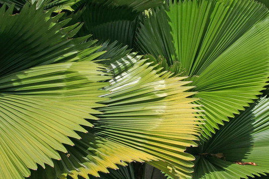 棕櫚葉