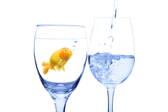 金魚的概念