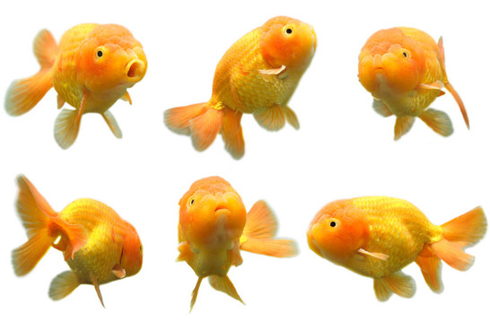 金魚