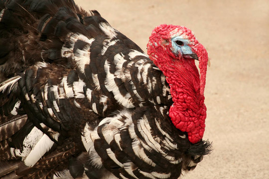 狼吞虎咽狼吞虎咽；