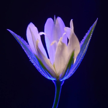 虛幻的花