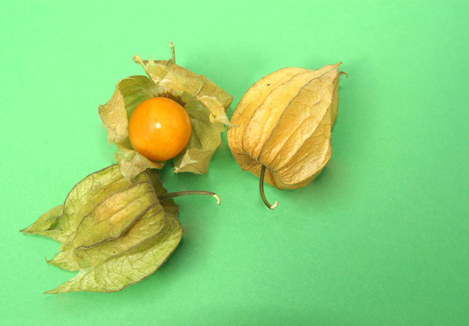 鮮酸漿果