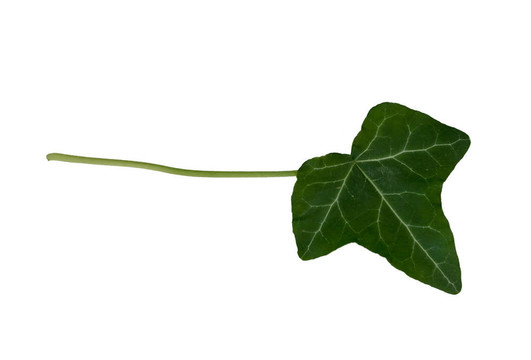 葉9