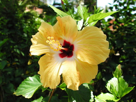 蘭花花