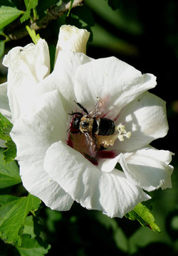 Rose of Sharon蜂