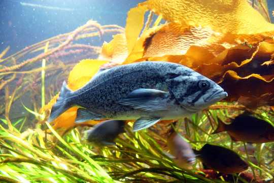 藍(lán)色的魚