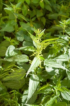 蕁麻