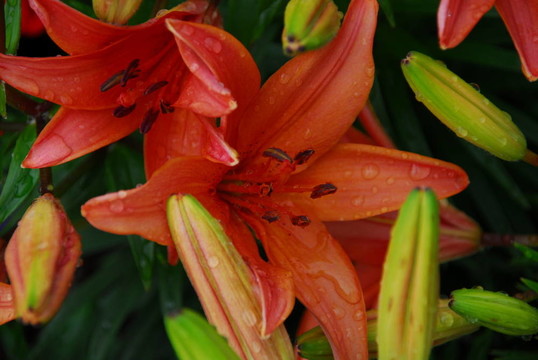 濕的百合花