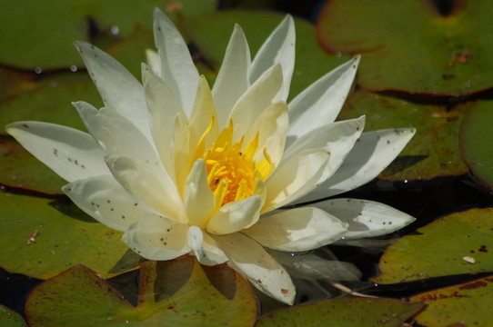 白水百合花