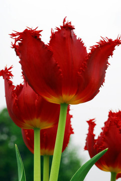 紅色郁金香花