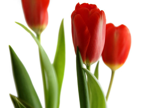 TULPs