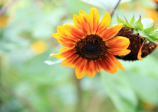 太陽花 向陽花 花卉