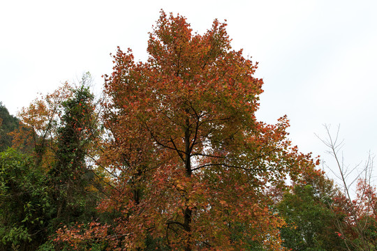 紅楓林 秋景