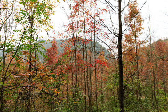 紅楓林 秋景
