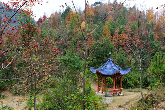 紅楓林 涼亭