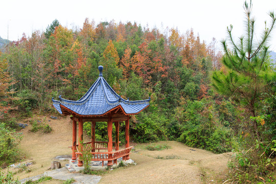 紅楓林 涼亭