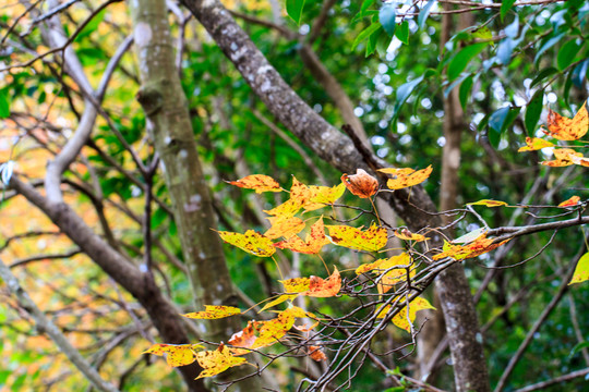 紅楓 枝葉