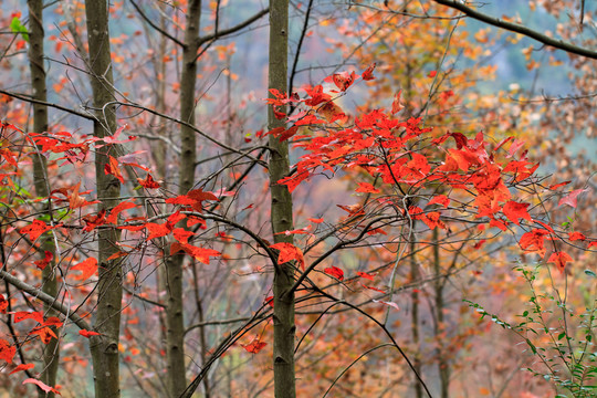 紅楓 枝葉