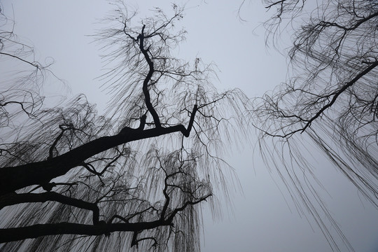 冬柳如絲