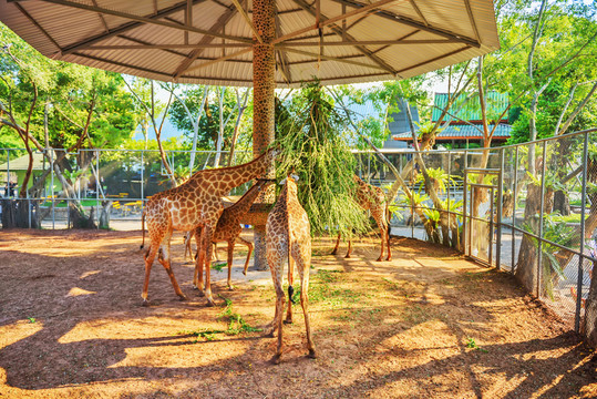 動(dòng)物園 長(zhǎng)頸鹿