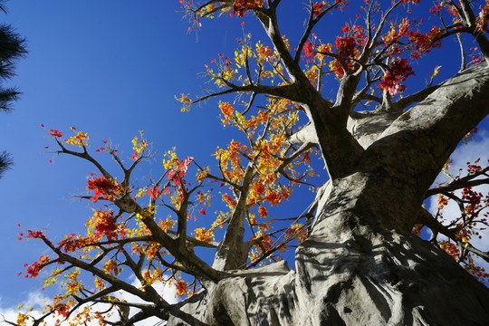 紅葉樹