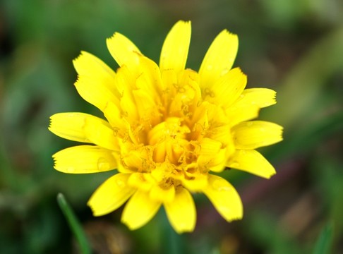 黃色小花