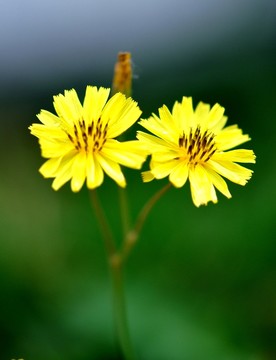 黃色小花