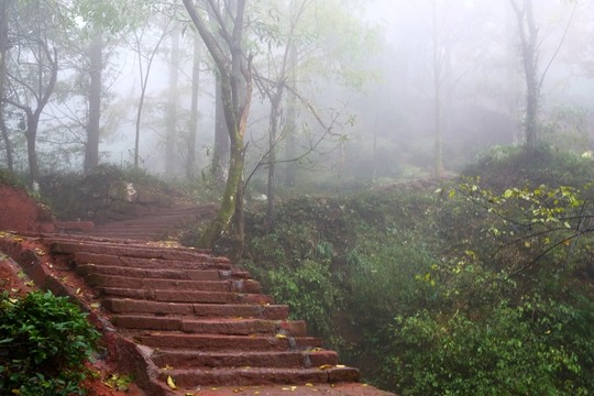 石階 樹林 霧氣
