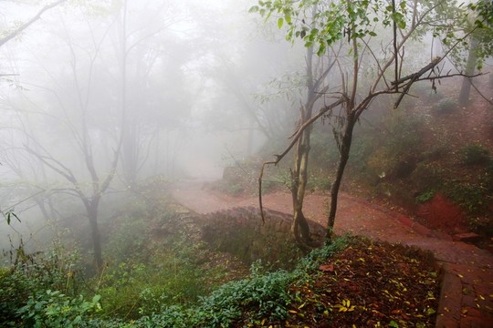 樹林 霧氣 小道