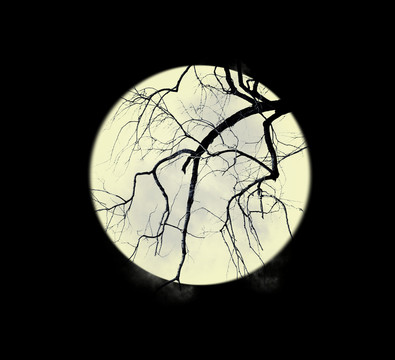 明月 月夜 樹枝