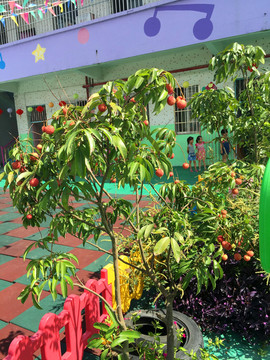 廣東培幼幼兒園荔枝一角