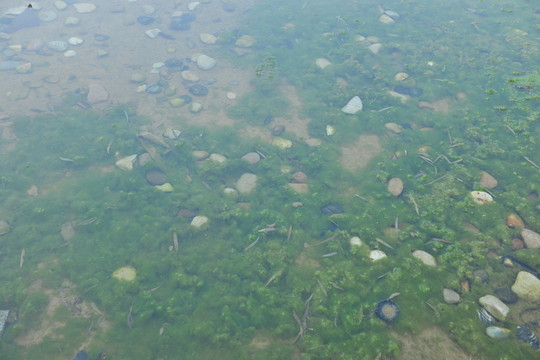 清水 水草