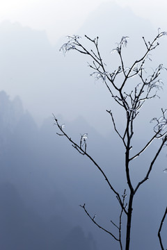 張家界