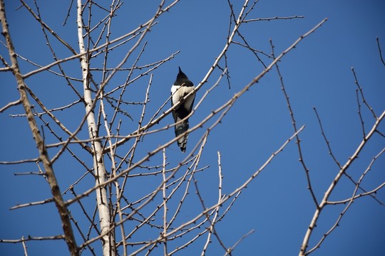樹上的鳥