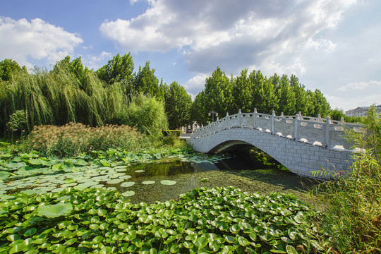 荷塘石橋