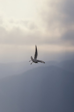 海鷗