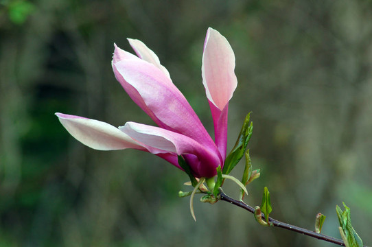 木蘭花