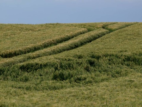 麥田