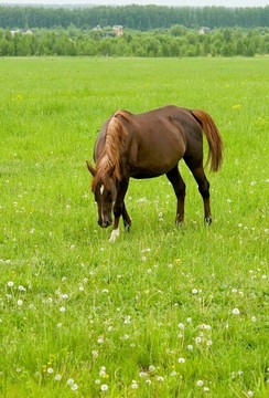 棕色的馬
