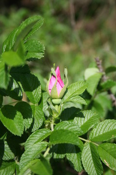 盛開(kāi)的狗玫瑰花
