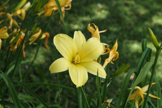 斯特拉d oro黃花菜