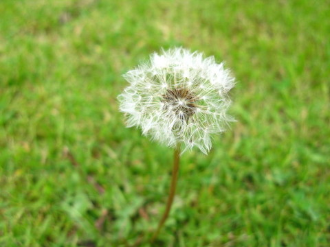 蒲公英時鐘