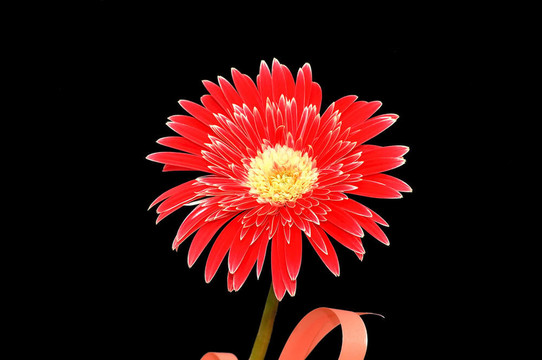 紅太陽(yáng)