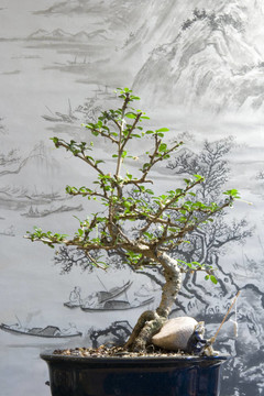 盆景樹(shù)