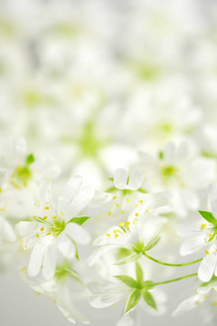 Flowers的背景