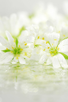 Flowers的背景