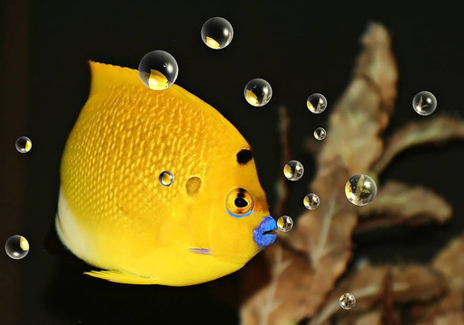 黃色的魚